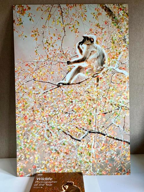 Sunlit Langur. Bijzondere foto van een Hanuman langur, India, Antiek en Kunst, Kunst | Tekeningen en Fotografie, Ophalen