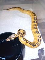 Ball python pastel freeway het clown man, Dieren en Toebehoren, Reptielen en Amfibieën
