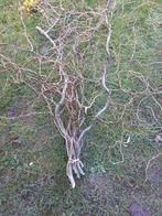 krulwilg in pot, Tuin en Terras, Ophalen, In pot