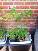 Citroen Geranium, Tuin en Terras, Planten | Tuinplanten, Ophalen