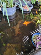 vijvervissen Steurs, Tuin en Terras, Vijvers, Ophalen, Zo goed als nieuw