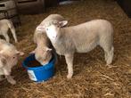 Poll dorset ram, Dieren en Toebehoren, Schapen, Geiten en Varkens, Mannelijk, Schaap, 0 tot 2 jaar