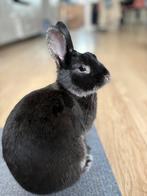 Tamme konijn, Vrouwelijk, Middelgroot, 0 tot 2 jaar