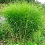 Miscanthus siergrassen, Tuin en Terras, Planten | Tuinplanten, Ophalen, Vaste plant, Siergrassen, Halfschaduw