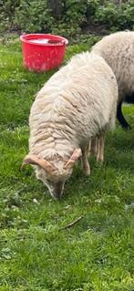Bok, Dieren en Toebehoren, Schapen, Geiten en Varkens