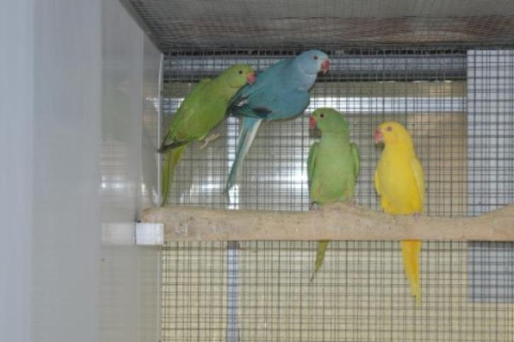 halsbanden parkieten, Dieren en Toebehoren, Vogels | Parkieten en Papegaaien, Parkiet, Meerdere dieren, Geringd