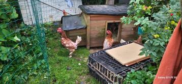 sauvetage poules pondeuses beschikbaar voor biedingen