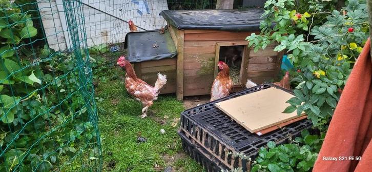 sauvetage poules pondeuses, Dieren en Toebehoren, Pluimvee | Toebehoren, Gebruikt, Overige typen, Ophalen
