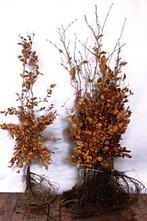 Haagplanten blote wortel, Tuin en Terras, Ophalen, Taxus, Haag