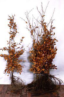 Haagplanten blote wortel, Tuin en Terras, Planten | Struiken en Hagen, Haag, Taxus, Ophalen