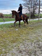 Grote bwp merrie dressuur, Dieren en Toebehoren, Paarden, Merrie, Dressuurpaard, 170 tot 175 cm, 11 jaar of ouder