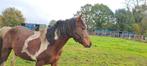 Bonte Hengst, Dieren en Toebehoren, Paarden, Hengst, Zadelmak