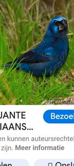 Braziliaanse bisschopp, Animaux & Accessoires, Oiseaux | Oiseaux Autre