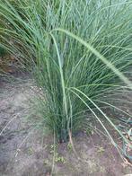 Prachtriet, Jardin & Terrasse, Enlèvement