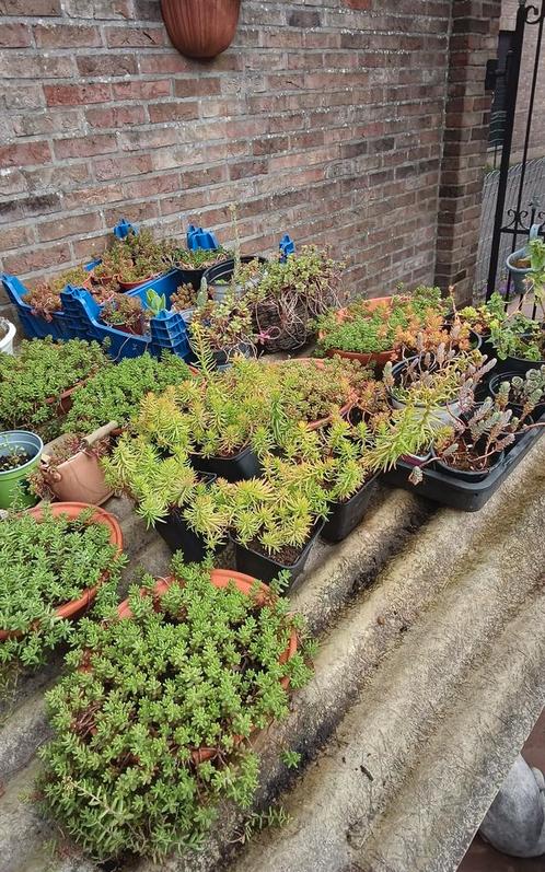Verschillende soorten Sedum, bodembedekkers, Mortsel, Tuin en Terras, Planten | Tuinplanten, Bodembedekkers, Ophalen