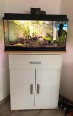 JUWEL aquarium 120l compleet, Ophalen of Verzenden, Zo goed als nieuw, Gevuld zoetwateraquarium