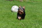 Chiots Yorkshire Terrier à vendre, Animaux & Accessoires, Parvovirose, Plusieurs, Yorkshire Terrier, Belgique