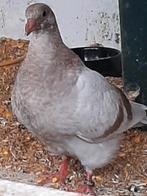 Texan duiven, Dieren en Toebehoren, Meerdere dieren, Overige soorten