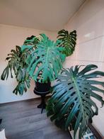 Grote Monstera deliciosa 2m breed, 1,5m hoog, Maison & Meubles, Plantes d'intérieur, Ombre partielle, En pot, Plante verte, 150 à 200 cm