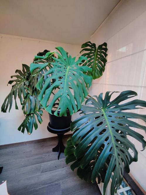 Grote Monstera deliciosa 2m breed, 1,5m hoog, Huis en Inrichting, Kamerplanten, Overige soorten, 150 tot 200 cm, Groene kamerplant