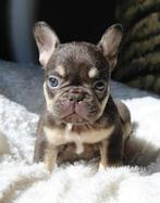Franse Bulldog pups met stamboom, Dieren en Toebehoren, CDV (hondenziekte), Meerdere, Bulldog, 8 tot 15 weken
