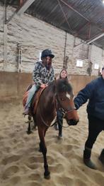 Pony, Dieren en Toebehoren, Pony's, B, Springpony, 3 tot 6 jaar, B pony (1.17m tot 1.27m)