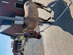 Konik merrie te koop, Dieren en Toebehoren, Minder dan 160 cm, 0 tot 2 jaar, Recreatiepaard, Merrie