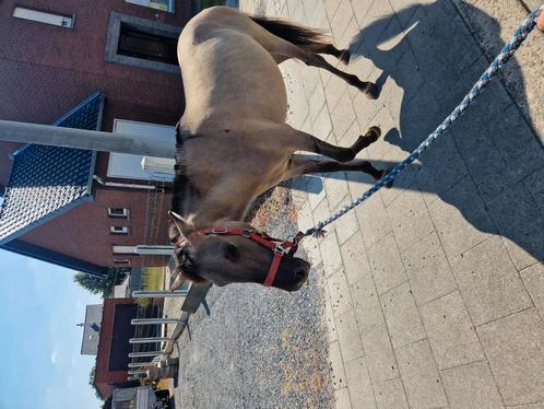 Konik merrie te koop, Dieren en Toebehoren, Paarden, Merrie, Minder dan 160 cm, 0 tot 2 jaar, Recreatiepaard, Gechipt, Ontwormd