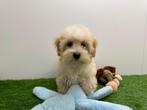 Maltipoo Pups, Dieren en Toebehoren, België, Overige rassen, 8 tot 15 weken, CDV (hondenziekte)