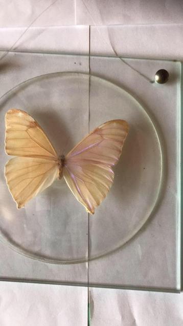 Vlinderdecoratie onder glas, Antiek en Kunst, Ophalen