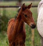 Quality Gold x Nabab de Rêve hengstveulen te koop, Dieren en Toebehoren, Springpaard, Gechipt, Niet van toepassing, 0 tot 2 jaar