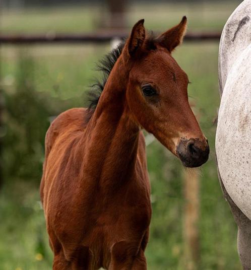 Quality Gold x Nabab de Rêve hengstveulen te koop, Dieren en Toebehoren, Paarden, Hengst, Niet van toepassing, 165 tot 170 cm