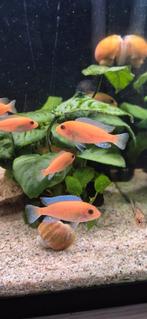 Red zebra cicliden, 4 maand oud eigen kweek, Dieren en Toebehoren