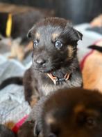 Duitse herder pups, België, CDV (hondenziekte), 8 tot 15 weken, Meerdere