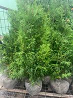 Thuja brabant, Tuin en Terras, Ophalen of Verzenden, Haag