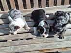 Franse bulldog puppy's, Dieren en Toebehoren, CDV (hondenziekte), Meerdere, Bulldog, 8 tot 15 weken