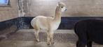 Quint Alpaca hengst met goede stamboom, Dieren en Toebehoren, Mannelijk