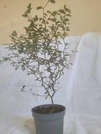 De Sophora Prostrata 'Little Baby', Huis en Inrichting, Kamerplanten, Ophalen, Minder dan 100 cm, Bonsai, Volle zon