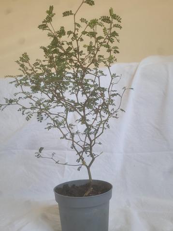 De Sophora Prostrata 'Little Baby' beschikbaar voor biedingen