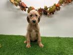 Labradoodle pups, Dieren en Toebehoren, België, 8 tot 15 weken, CDV (hondenziekte), Groot