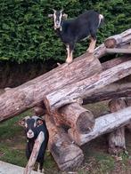 Choco tan bok en moertje, Dieren en Toebehoren, Schapen, Geiten en Varkens