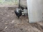 2 jonge zwarte australorp hennen, Dieren en Toebehoren, Pluimvee