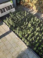 Te koop Japense Kardinaalsmuts, Tuin en Terras, Planten | Struiken en Hagen, Ophalen