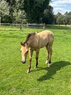 Quarter horse, Dieren en Toebehoren, Paarden, Meerdere dieren, Onbeleerd, Westernpaard, Gechipt
