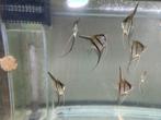 Redback maanvissen, Dieren en Toebehoren, Vissen | Aquariumvissen, Vis, Zoetwatervis