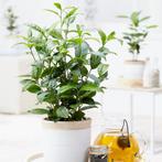 Theeplanten, heerlijk zelf je eigen gezonde thee maken, Tuin en Terras, Planten | Tuinplanten, Halfschaduw, Kruiden, Vaste plant