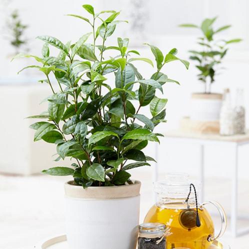 Theeplanten, heerlijk zelf je eigen gezonde thee maken, Jardin & Terrasse, Plantes | Jardin, Plante fixe, Herbes, Mi-ombre, Printemps
