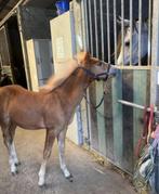 Joli couple de d-poneys, Jument, Ne s'applique pas, Poney D (1.37 m à 1.48m)