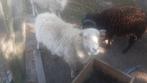 quessant schapen, Dieren en Toebehoren, Schapen, Geiten en Varkens, Meerdere dieren, Schaap