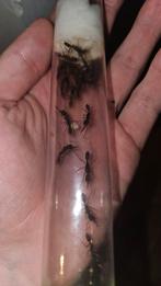 Colonie de fourmis venator d'Harpegnathos